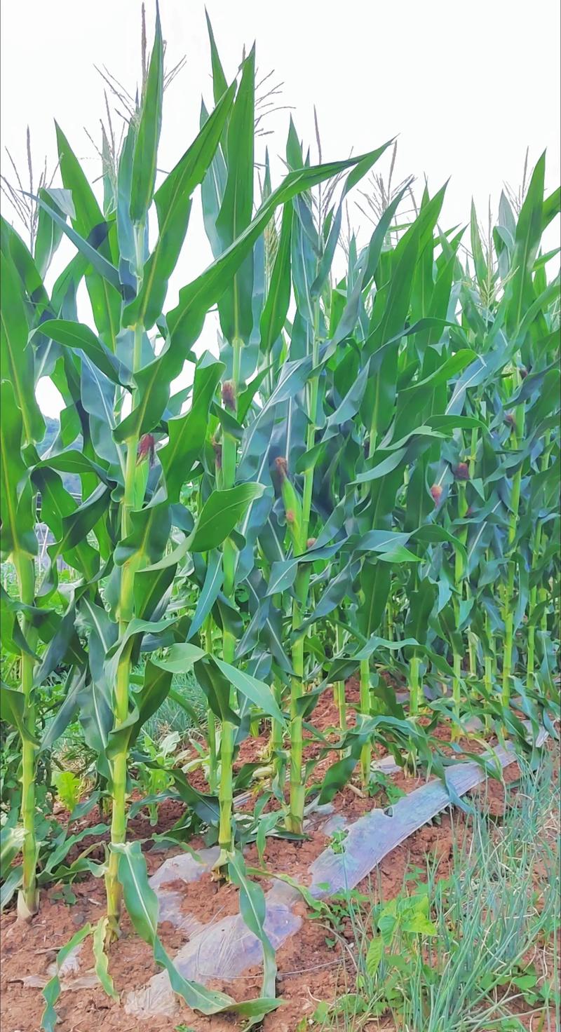 农业技术推广的重要性与实践案例分析