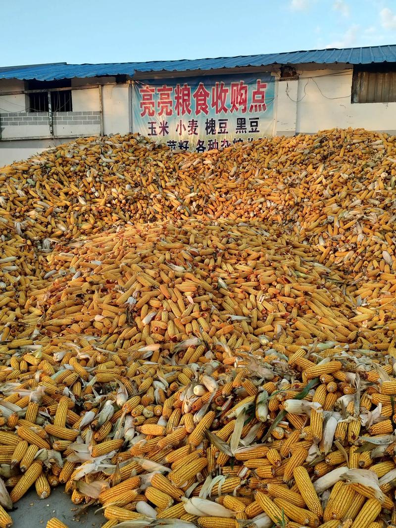 粮食购销中的那些事儿