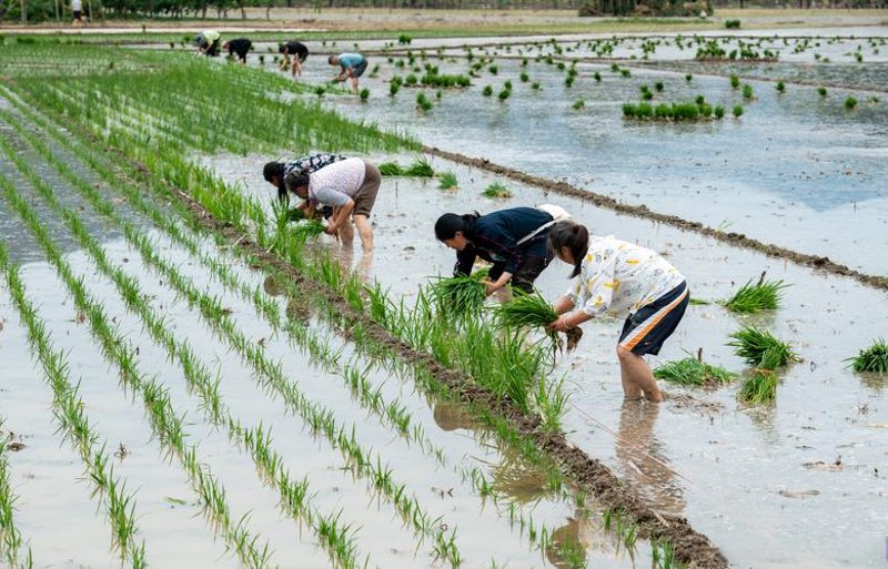 水稻种植选购指南：新手入门必备攻略